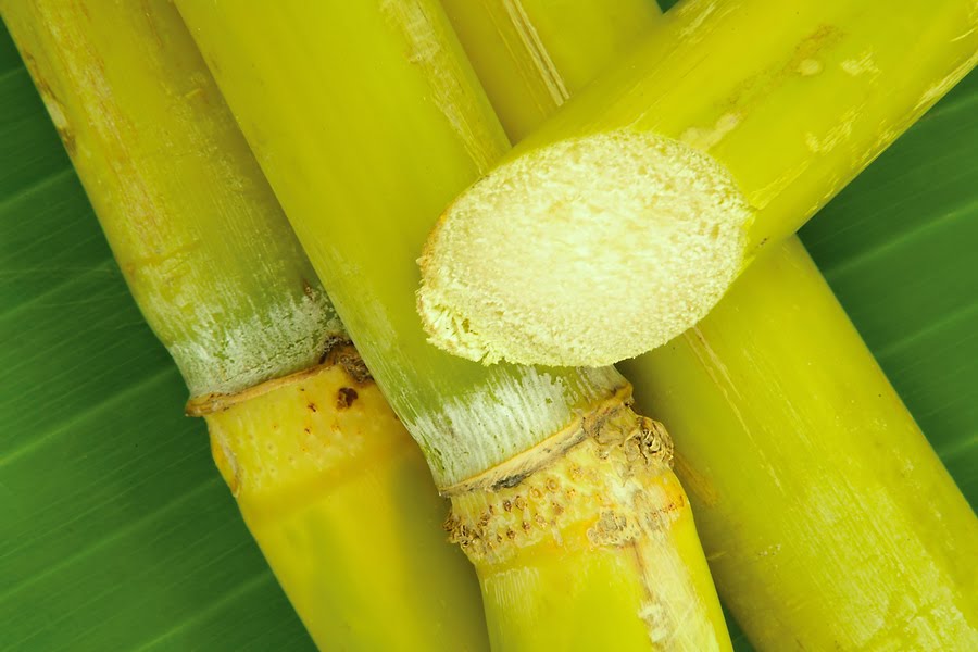 REFINED BEET SUGAR ICUMSA-45. - Refinery Prices