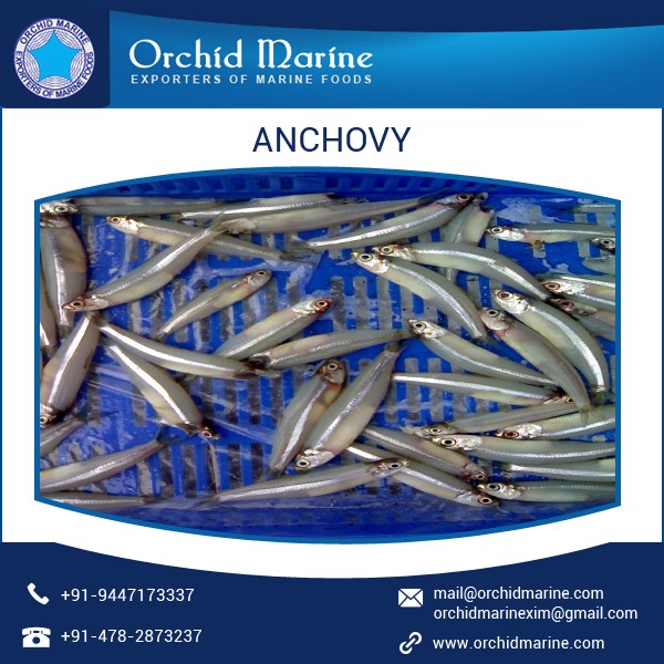 High Grade Protein Rich Dried Anchovy Fish For Sale Buy Cheap Tasty