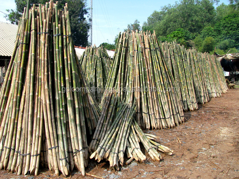 Bamboo raw materials - Natural Tam Vong bamboo pole solid - Cane - Stakes.jpg