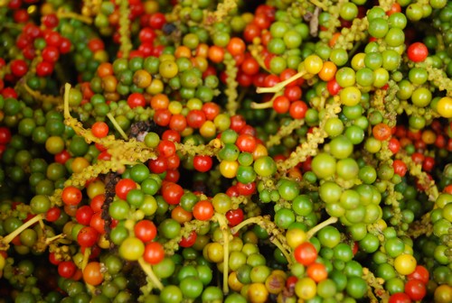 BLACK PEPPER 500GR/L FAQ NEW CROP 2014