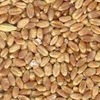 Wheat.jpg_100x100