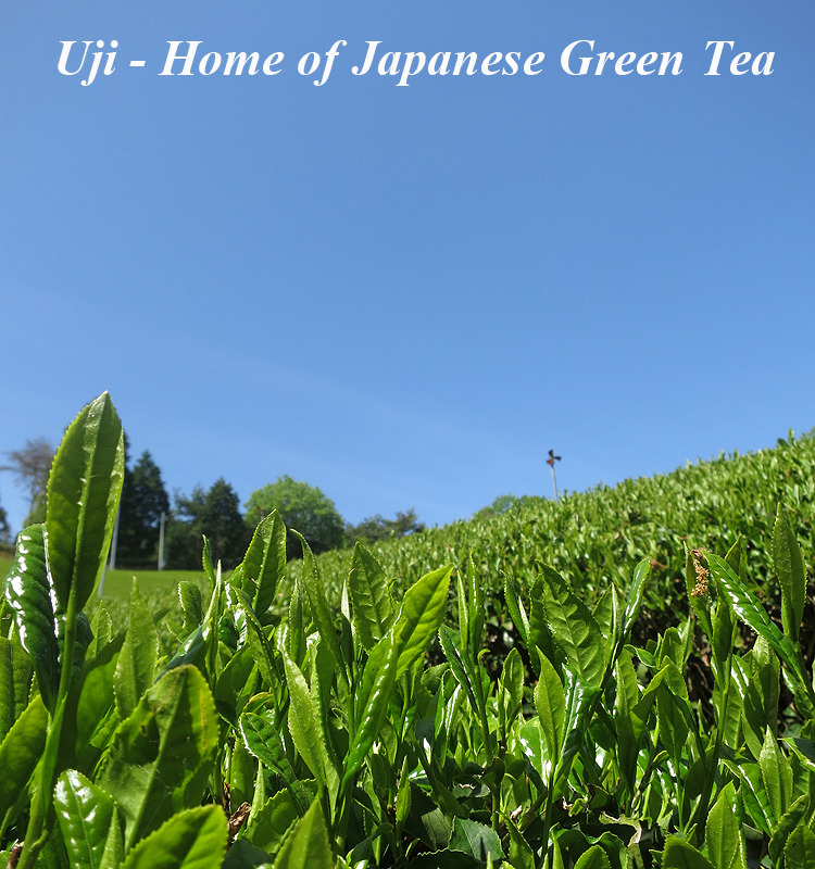 matcha_intro4