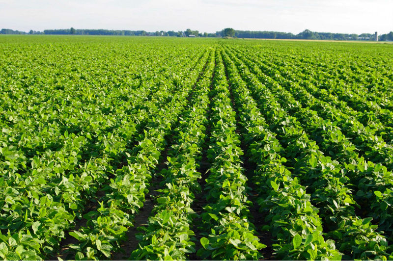 Non GMO Soybeans