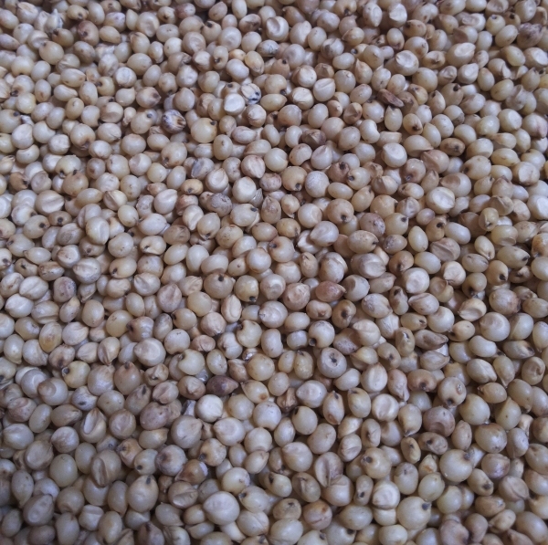 sorghum seeds sorghum seeds