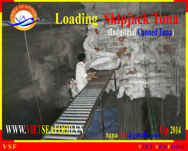 LOADING SKIPJACK TUNA