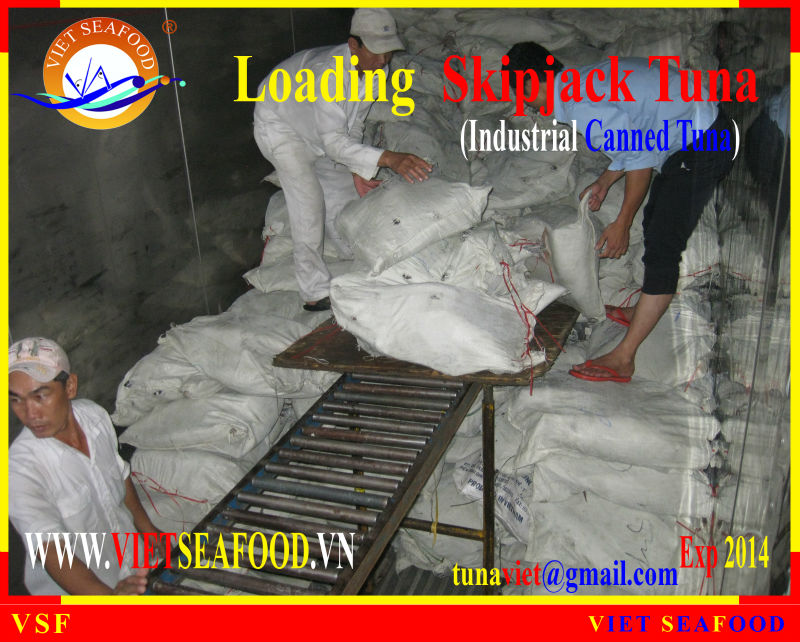 LOADING SKIPJACK TUNA