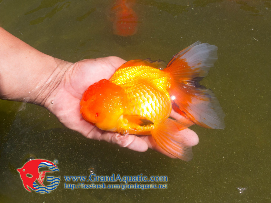 High Quality Gold Fish For Aquarium Fish Importer - Buy