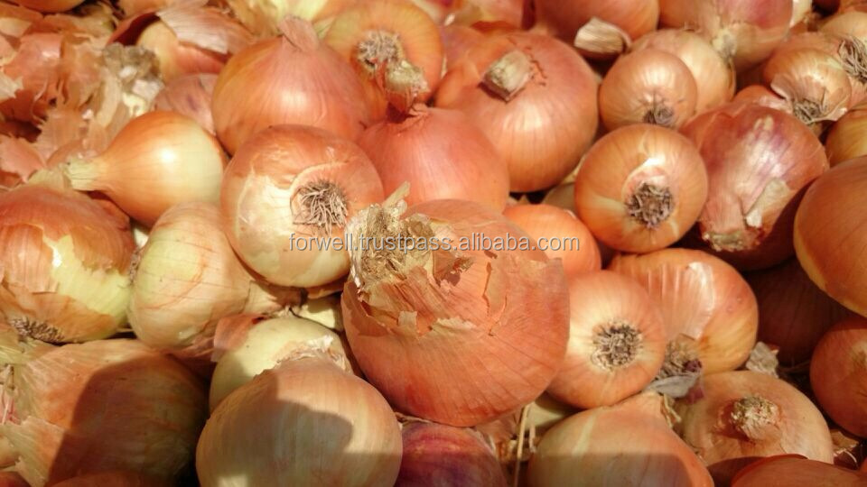 Fresh Onion ( Red - Yellow - White ) crops 2014