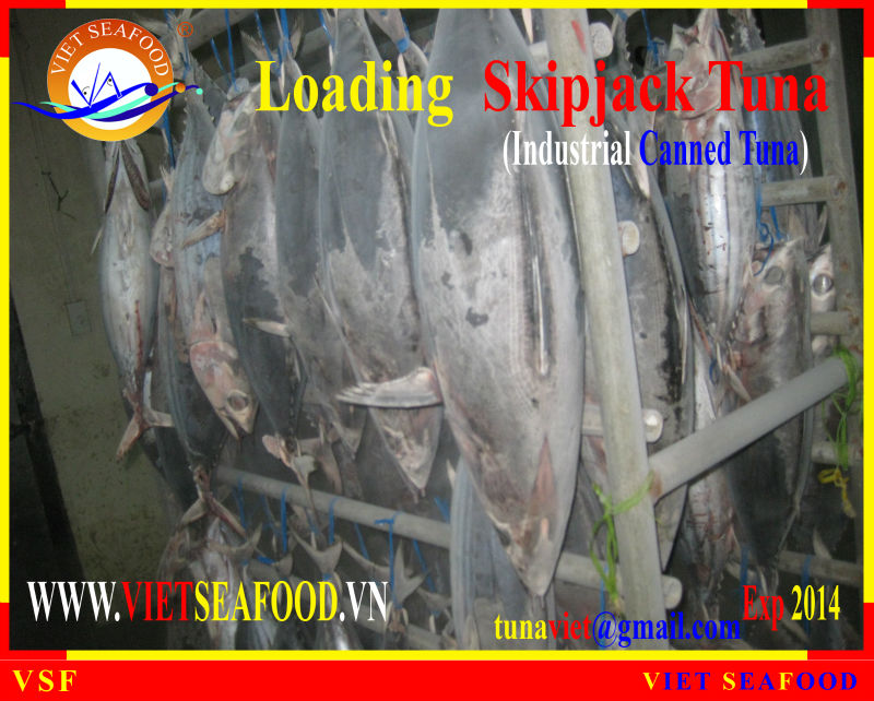 LOADING SKIPJACK TUNA