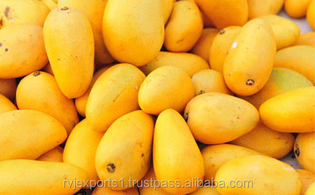 indian mango pulp for netherlands