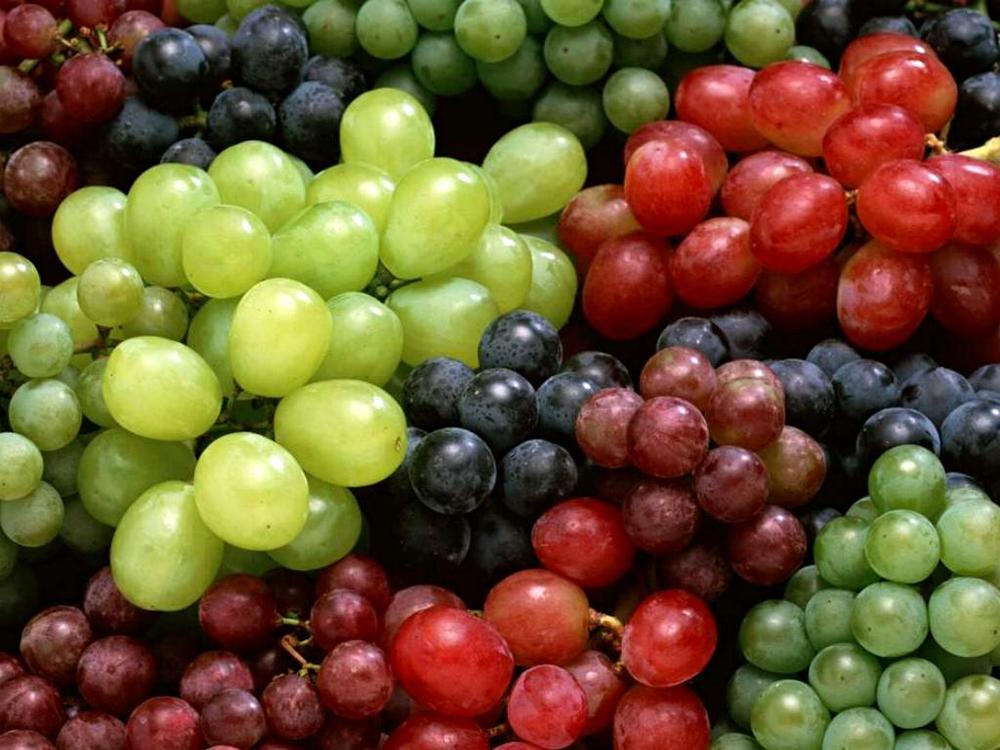 Grape Seed Oil Bulk
