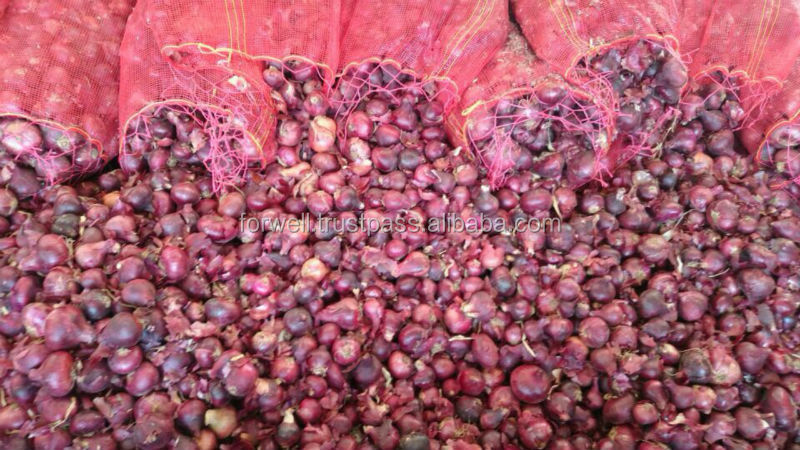 RED ONION ( 40 - 60 - 70 - 80 up to 100 mm)