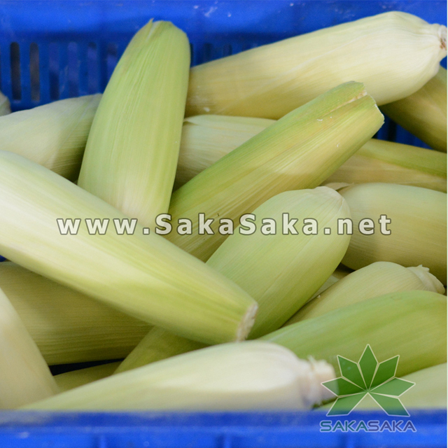 white-corn_03.jpg