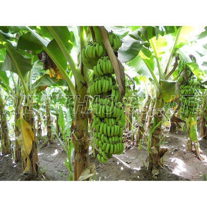 banana-tissue-.jpg