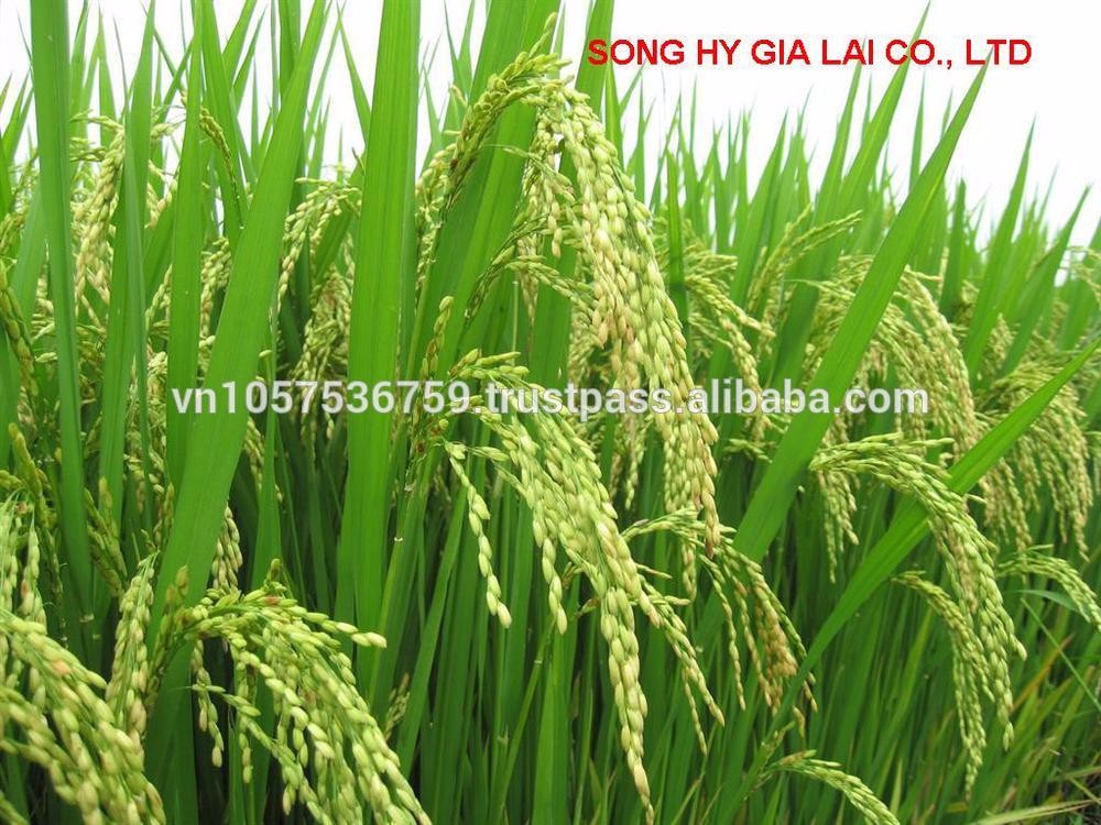 quality vietnam long grain white rice 5% broken