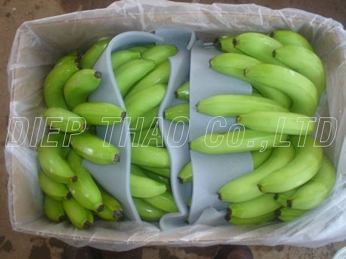 banana-cavendish-14.jpg